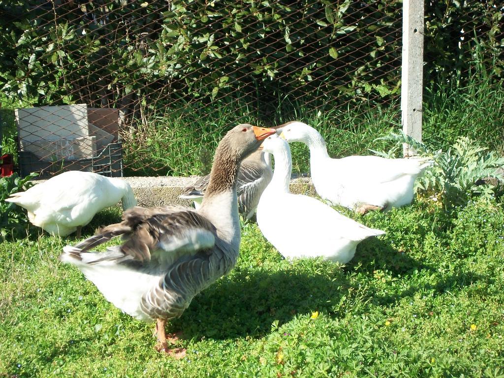 Agriturismo Primerio Hermada Eksteriør billede